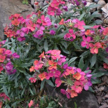 Erysimum 'Constant Cheer'