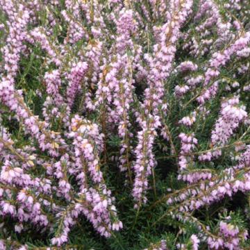 Erica darl. 'Gost Hills'