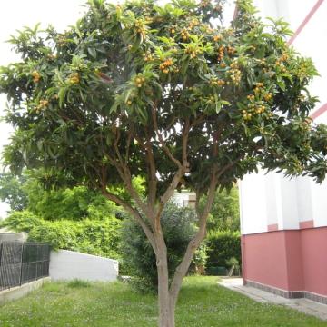 Eriobotrya japonica