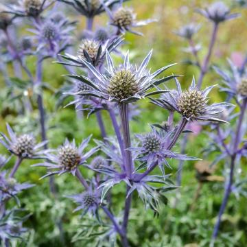 Eryngium bourgatii 'Pen Blue'