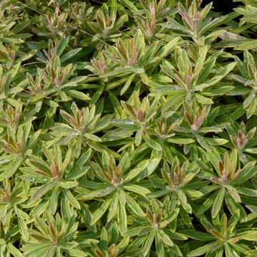 Euphorbia martinii (x) 'Ascot Rainbow'