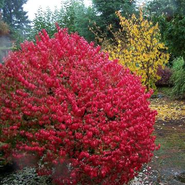 Euonymus alatus 'Compactus'