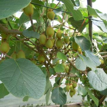 Actinidia chinensis 'Hayward'
