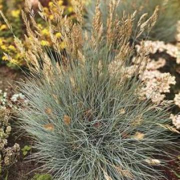 Festuca glauca 'Elijah Blue'