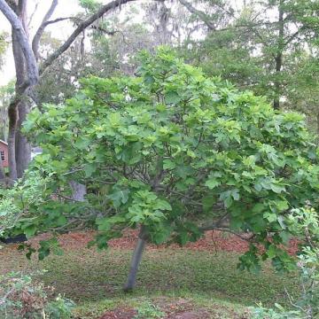 Ficus carica 'Brown Turkey'