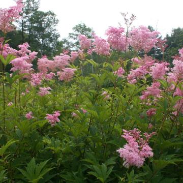 Filipendula rubra 'Venusta' Filipendula rubra 'Venusta'