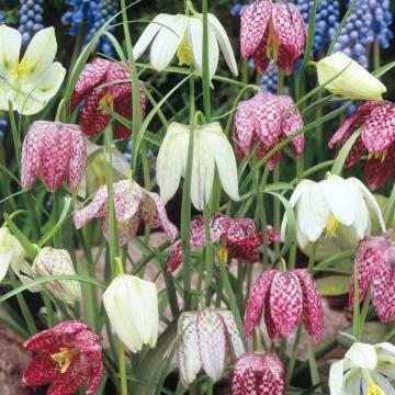 Fritillaria meleagris