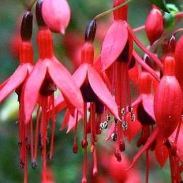 Fuchsia hybribe 'Riccartonii'
