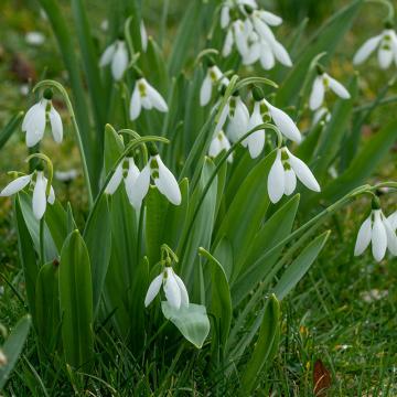 Galanthus elwessi 