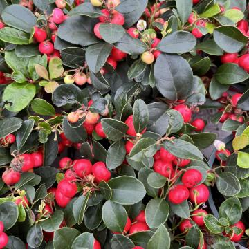 Gaultheria procumbens Very Berry Gaultheria procumbens Very Berry