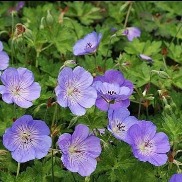 Geranium 'Azure Rush'
