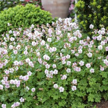 Geranium cantabrigiense (x) 'Biokovo' Geranium cantabrigiense (x) 'Biokovo'