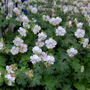 Geranium cantabrigiense (x) 'St. Ola' Geranium cantabrigiense (x) 'St. Ola'