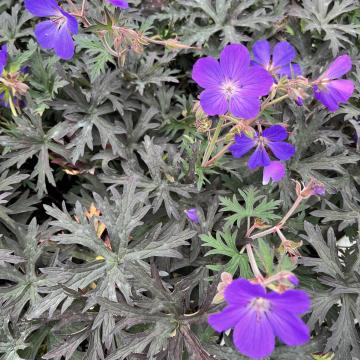 Geranium 'Femme Fatal'