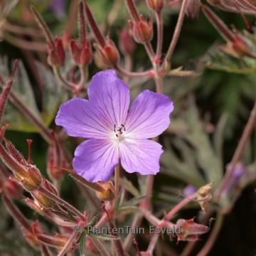 Geranium 'Femme Fatal'