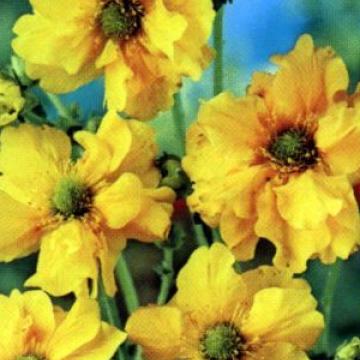 Geum 'Lady Stratheden'