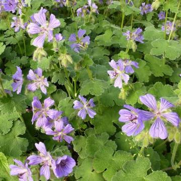 Geranium renardii 'Philipe Vapelle'
