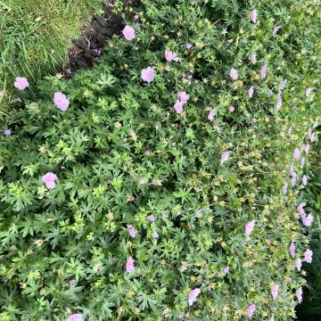 Geranium sanguineum striatum