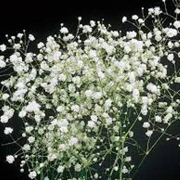 Gypsophila paniculata 'Snowflock'