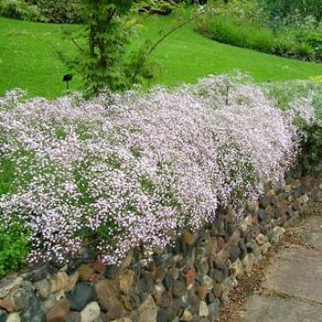 Gypsophila 'Rosenschleier' Gypsophila 'Rosenschleier'