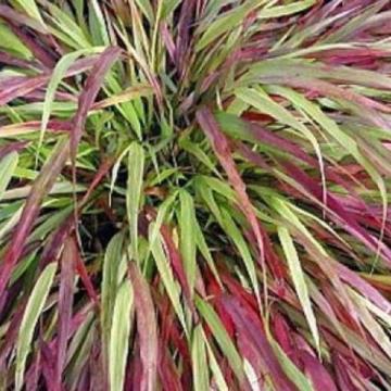 Hakonechloa macra 'Beni Kaze'