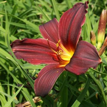 Hemerocallis 'American Revolution'
