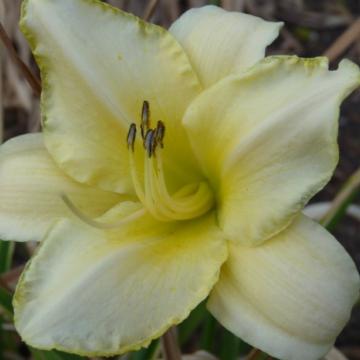Hemerocallis 'Arctic Snow'