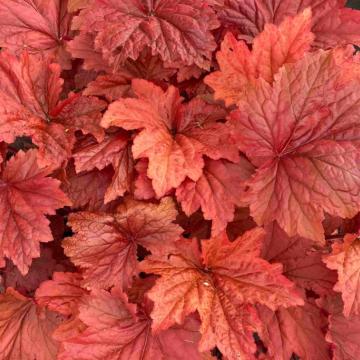 Heuchera 'Bloody Dinosaur'