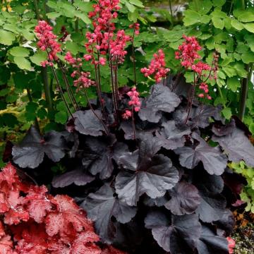 Heuchera 'Black Forest Cake'