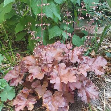 Heuchera 'Boysenberry'