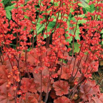 Heuchera 'Cherry Cola'