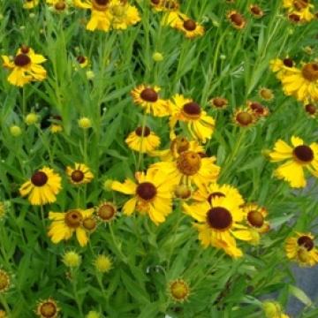 Helenium 'Fatamorgana'