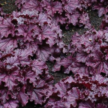 Heuchera 'Forever Purple' ®