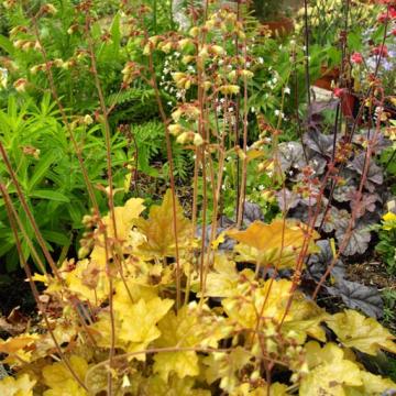 Heuchera 'Ginger Ale'
