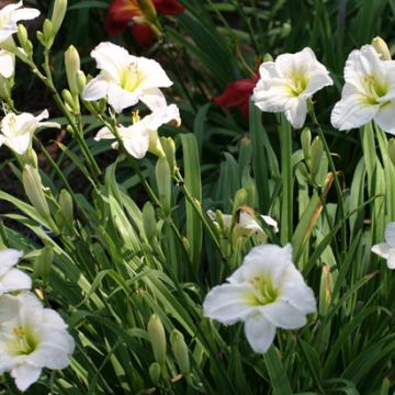 Hemerocallis 'Gentle Shepherd'