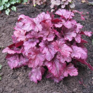 Heuchera 'Wild rose'