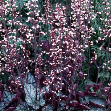 Heuchera 'Jade Gloss' ®
