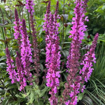Salvia nemorosa 'Katsjing'®