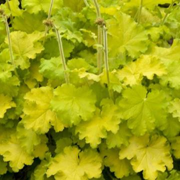 Heuchera 'Lemon Love'