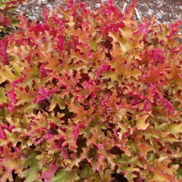 Heuchera 'Marmalade'