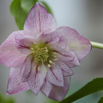 Helleborus or. 'Alessia'