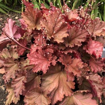 Heuchera 'Peachberry Ice'