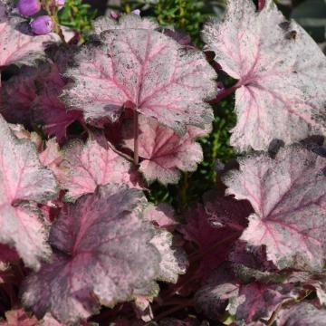Heuchera 'Pinky Panky' Heuchera 'Pinky Panky'
