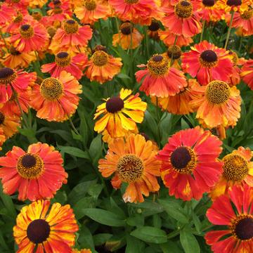 Helenium 'Sahin's Early Flowerer'