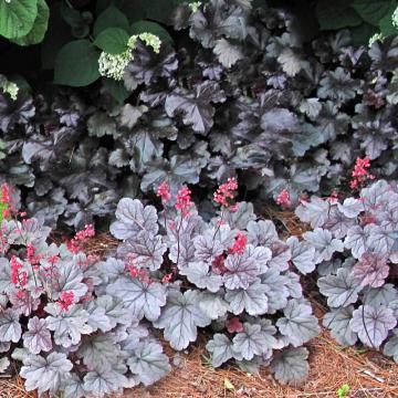 Heuchera 'Silver Gumdrop'