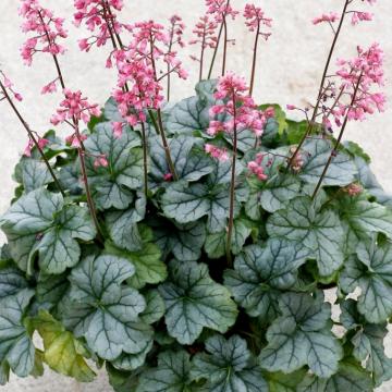 Heuchera 'Shimmer'