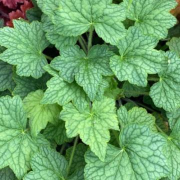 Heuchera 'Veggy Dinosaur'