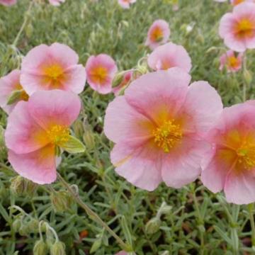 Helianthemum 'Wisley Pink' (Rhodanthe Carneum)
