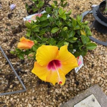Hibiscus rosa sin
