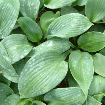 Hosta 'Blue Angel' Hosta 'Blue Angel'